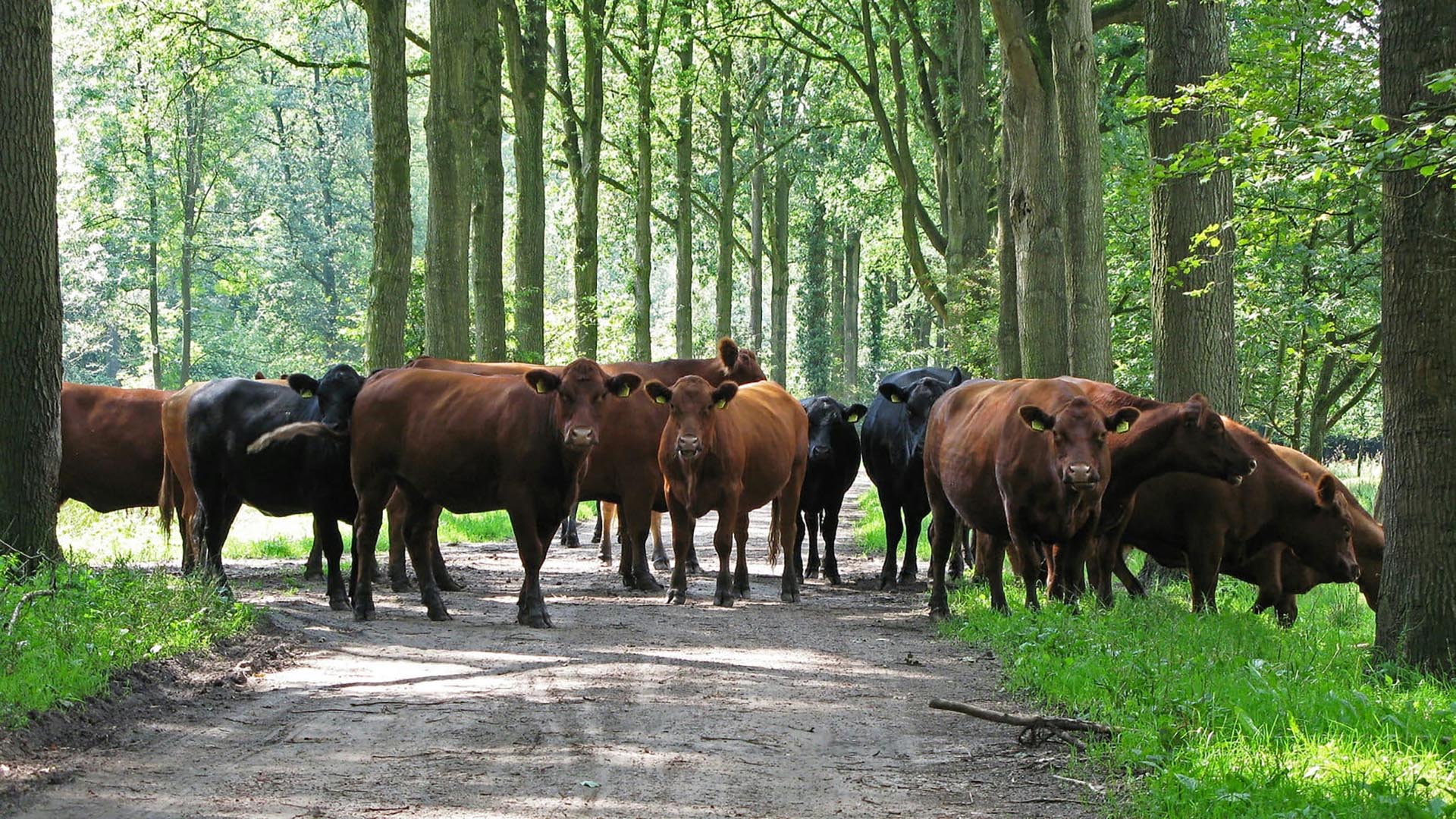 Agrarische ondernemers Meierijstad